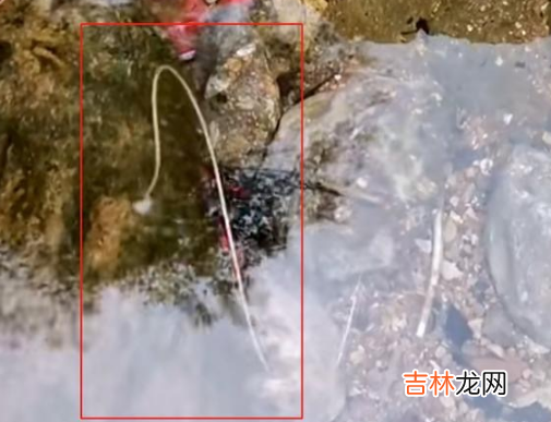 龙线虫是什么意思 龙线虫是什么