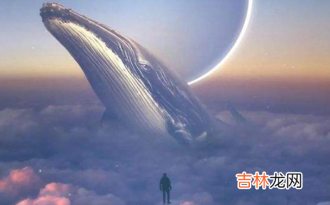 为什么说鲸鱼很孤独 为什么说鲸鱼一生孤独