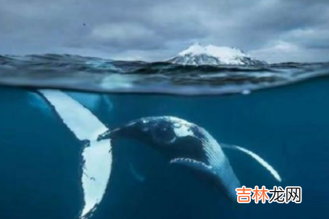 为什么说鲸鱼很孤独 为什么说鲸鱼一生孤独