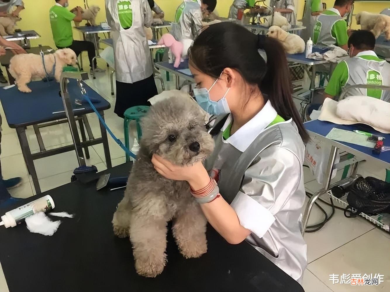 宠物美容 未来三五年，有五个冷门项目将成为香饽饽，选对行业，你将衣食无忧