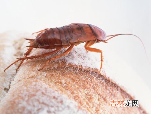 喷蟑螂的药对人有害吗,请问蟑螂药喷剂对人有害吗？