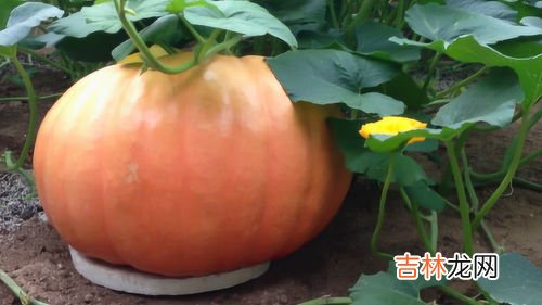 西瓜和南瓜能一起吃吗,南瓜能和西瓜一起吃吗