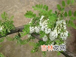 内黄特产,安阳特产