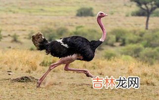 鸵鸟是鸟类吗,鸵鸟是鸟类吗还是兽类