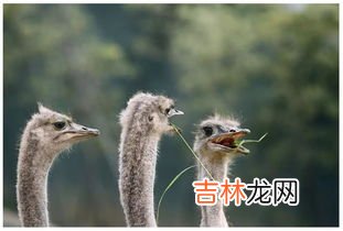 鸵鸟是鸟类吗,鸵鸟是鸟类吗还是兽类