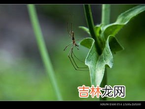 斑衣蜡蝉是害虫吗,这是什么飞虫?