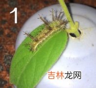 斑衣蜡蝉是害虫吗,这是什么飞虫？