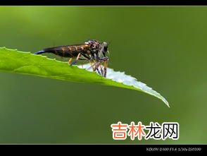 斑衣蜡蝉是害虫吗,这是什么飞虫?