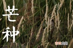 95句 芒种节气走心治愈文案