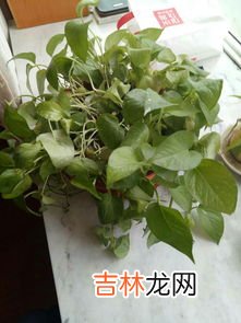 植物奶油对人体有害吗,植物奶油蛋糕的危害 植物奶油蛋糕的危害介绍