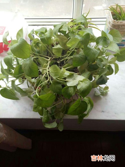 植物奶油对人体有害吗,植物奶油蛋糕的危害 植物奶油蛋糕的危害介绍