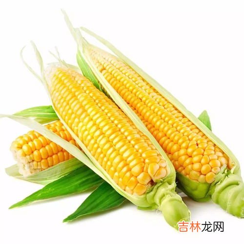玉米怎么挑选,玉米怎么挑又嫩又甜 玉米又嫩又甜的挑选方法介绍