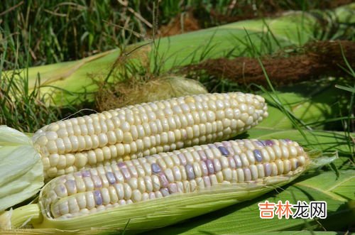 玉米怎么挑选,玉米怎么挑又嫩又甜 玉米又嫩又甜的挑选方法介绍