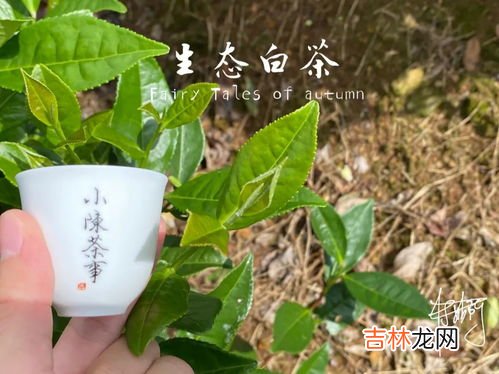 高山茶台地茶野生茶的区别,普洱茶小常识：什么是台地茶和古树茶，区别在哪