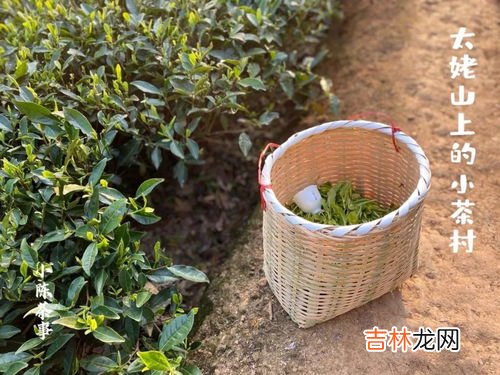 高山茶台地茶野生茶的区别,普洱茶小常识：什么是台地茶和古树茶，区别在哪