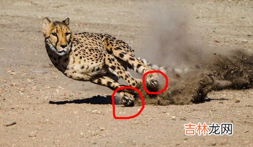 猎豹的速度,豹子的速度有多快?