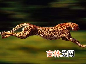 猎豹的速度,豹子的速度有多快?