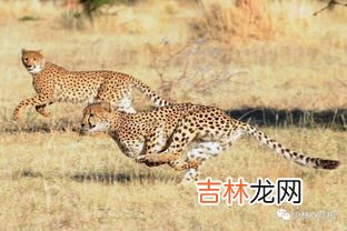 猎豹的速度,豹子的速度有多快?