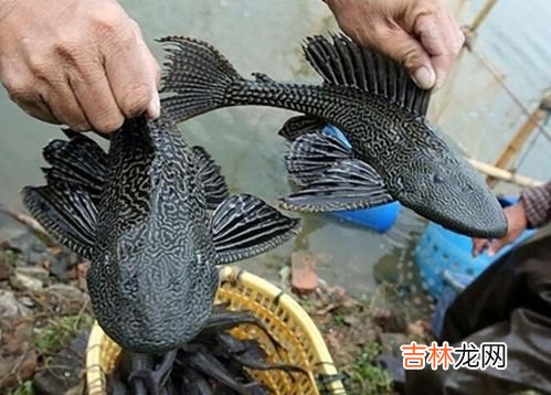 清道夫鱼为什么不能吃,清道夫鱼为什么不能吃