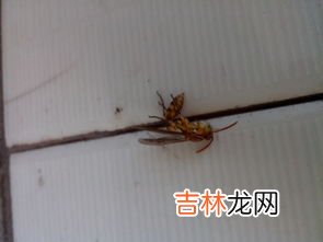 手指被蜜蜂蛰了怎么消肿,手指被蜜蜂蛰了怎么消肿