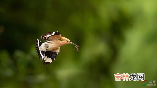 戴胜为什么叫棺材鸟,戴胜为什么叫棺材鸟