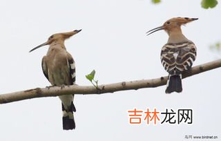 戴胜为什么叫棺材鸟,戴胜为什么叫棺材鸟