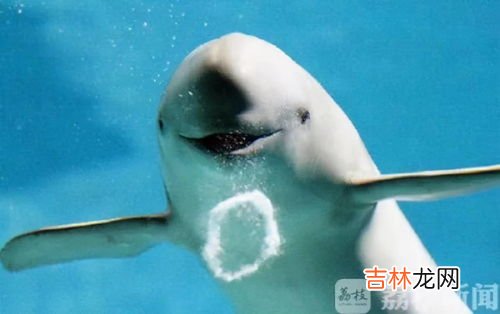 江豚是几级保护动物,江豚是我国的珍稀动物吗 江豚属于我国珍稀动物吗