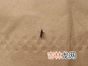 家中小飞虫,家里有小飞虫怎么消灭