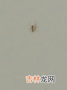 家中小飞虫,家里有小飞虫怎么消灭