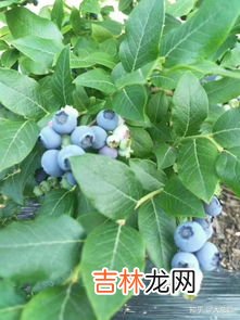 洗过的蓝莓可以冰冻吗,蓝莓直接冷冻还是洗后再冻