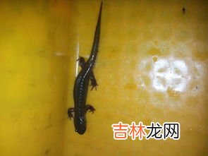 壁虎属于什么类动物,壁虎属于什么类动物