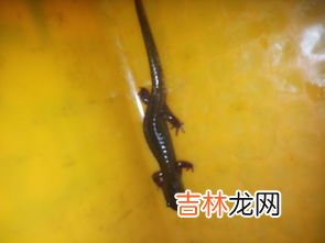 壁虎属于什么类动物,壁虎属于什么类动物