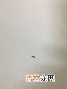 米生黑色的小虫后该如何处理,米长了黑色的虫子怎么办