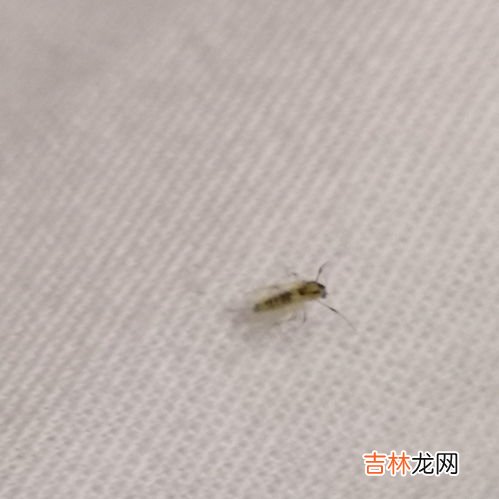 米生黑色的小虫后该如何处理,米长了黑色的虫子怎么办