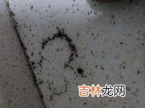 米生黑色的小虫后该如何处理,米长了黑色的虫子怎么办