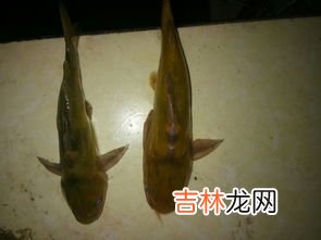 刺豚有毒吗?可以吃吗,刺豚有毒吗