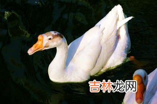 鸭子和鹅的区别,鹅和鸭有什么区别？