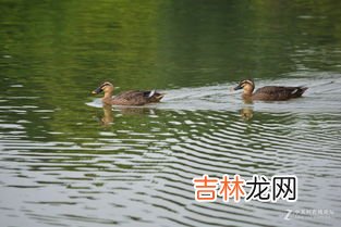 鸭子和鹅的区别,鹅和鸭有什么区别？