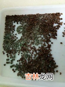 长霉的东西能吃吗,食品发白霉可以吃吗