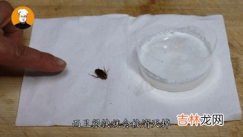 洗衣粉加白糖灭蟑螂吗,洗衣粉灭蟑螂最有效的土方法