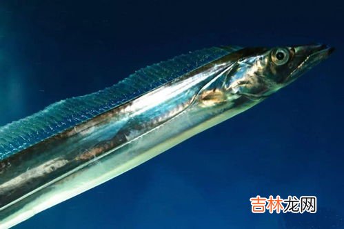 带鱼为什么便宜,为什么超市里的成段冻带鱼比整根带鱼便宜很多?