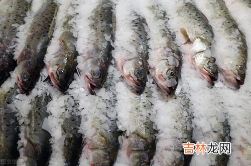 带鱼为什么不能养殖,带鱼到底能不能养殖?你喜欢吃带鱼吗?