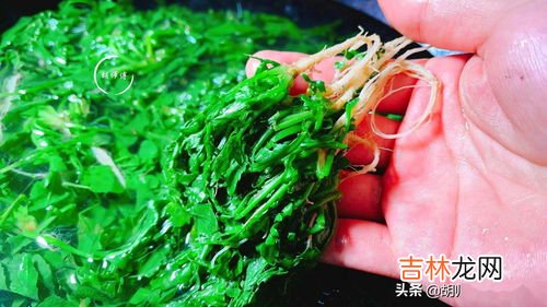 焯水后的菜冷冻后可以放多久,用水焯过的叶绿蔬菜可以放冰箱里可以放多久