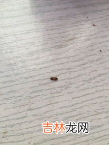 床垫上的小虫子是什么,床上有小白色透明的虫是什么