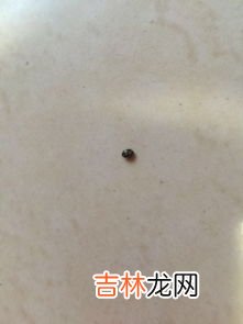 床垫上的小虫子是什么,床上有小白色透明的虫是什么
