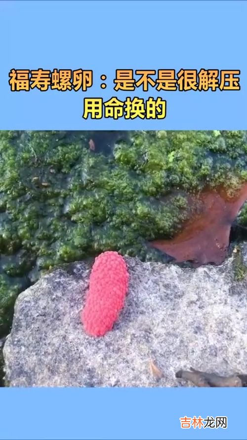 黄金螺是不是福寿螺,黄金螺 能在 大鱼缸里养吗？水太干净是不就挂了？