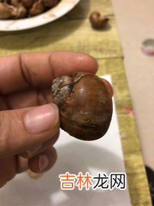 黄金螺是不是福寿螺,黄金螺 能在 大鱼缸里养吗？水太干净是不就挂了？