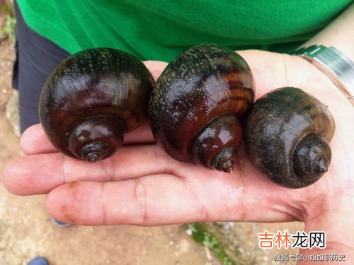 黄金螺是不是福寿螺,黄金螺 能在 大鱼缸里养吗？水太干净是不就挂了？