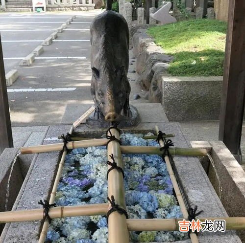 野猪是益兽还是害兽,自然界动物有没有好坏之分呢?怎样看害虫和益虫?