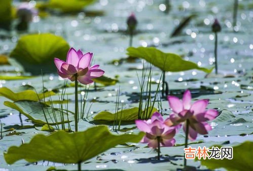 大暑小暑是什么意思,小暑和大暑是什么意思 大暑小暑节气的含义